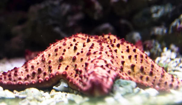 Sea star — Stock Photo, Image