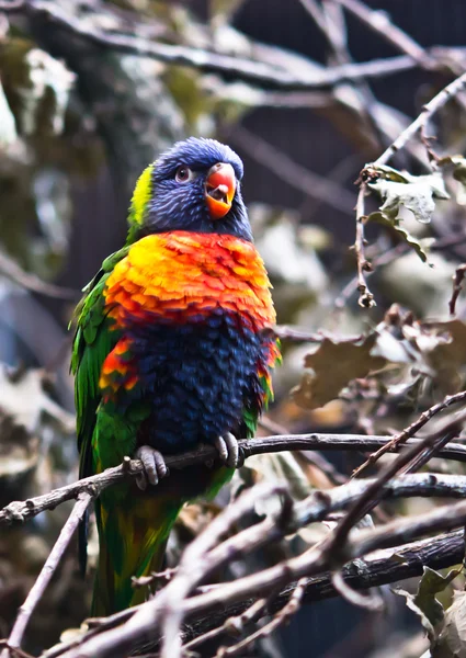 Bunter Vogel — Stockfoto