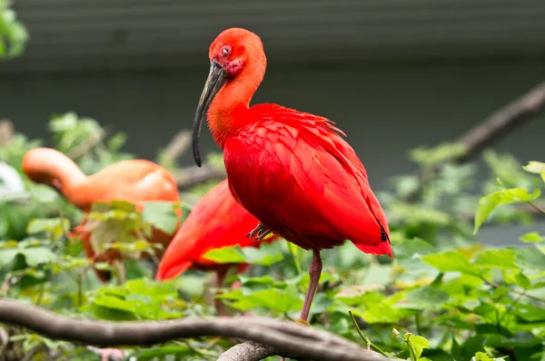 Un ibis rojo — Foto de Stock