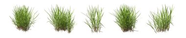 Beyazlar üzerinde izole edilmiş çimen çalıları. Sürünen Bentgrass. Agrostis stolonifera. 3B illüstrasyon