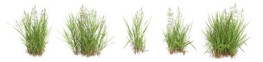 Beyazlar üzerinde izole edilmiş çimen çalıları. Sürünen Bentgrass. Agrostis stolonifera. 3B illüstrasyon