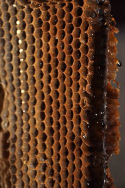 Ballı bal peteği. Bal petekleri ile çerçeve