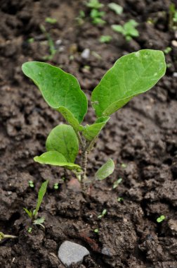 Bahçede patlıcan filizleri