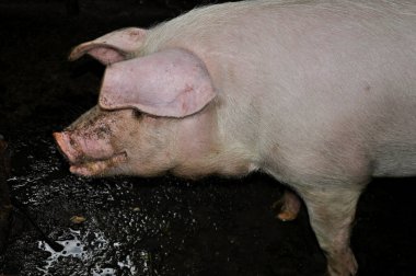 Domuz pis bir ağızlıkla domuz ahırında çamurun içinde duruyor.