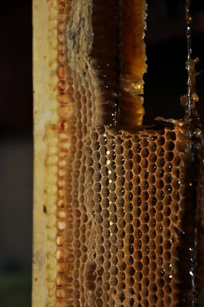 Honingraat Met Honing Frame Met Honingraten — Stockfoto