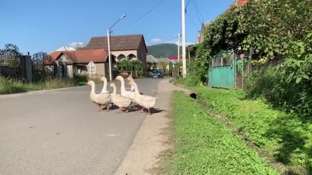 Weiße Gänse Spazieren Auf Einer Landstraße Dorf — Stockvideo
