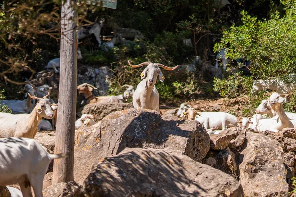 Manada Cabras Que Descansan Libres Montaña —  Fotos de Stock