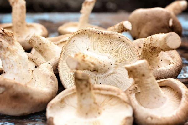 Shiitake mushroom — Stock Photo, Image