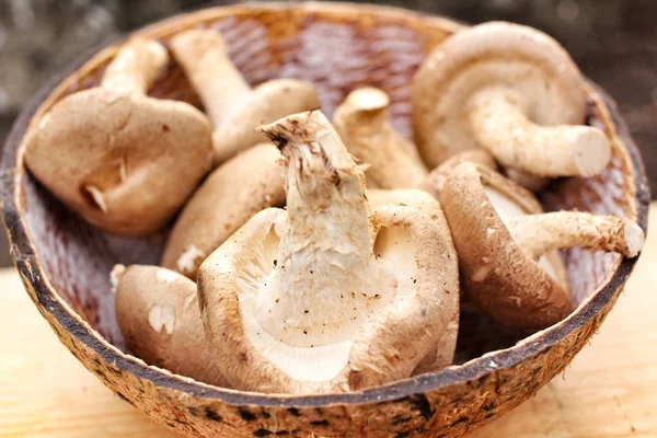 Shiitake paddestoelen — Stockfoto