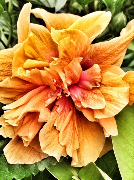 Kwiat hibiskusa. — Zdjęcie stockowe