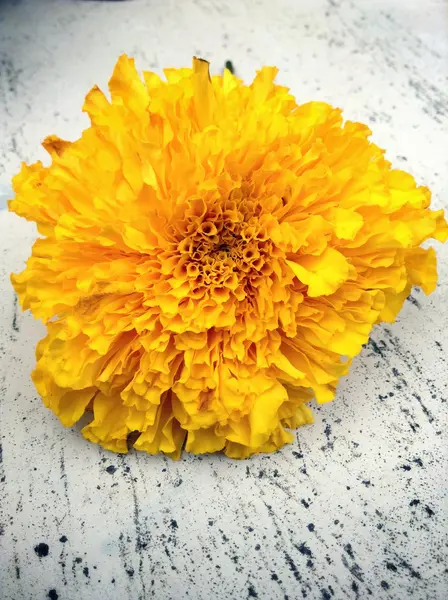 Flower marigold — Stok fotoğraf