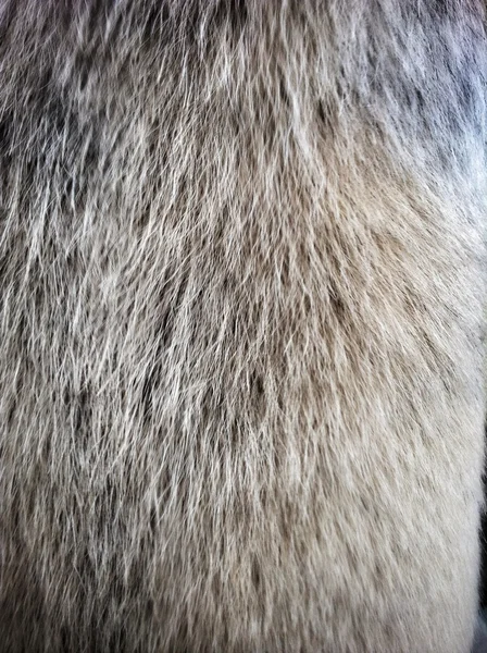 Pelo de perro macro — Foto de Stock