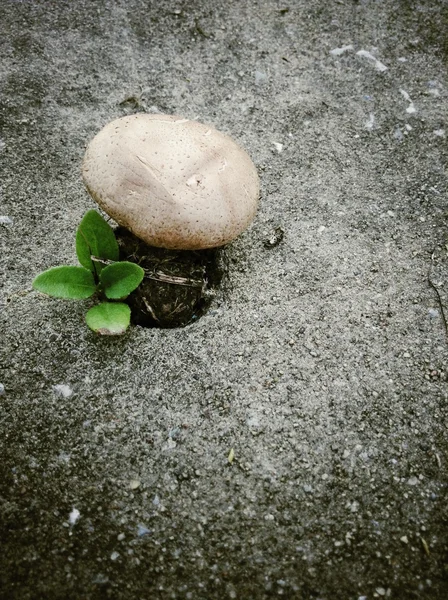 Shiitake mushroom — Stock Photo, Image