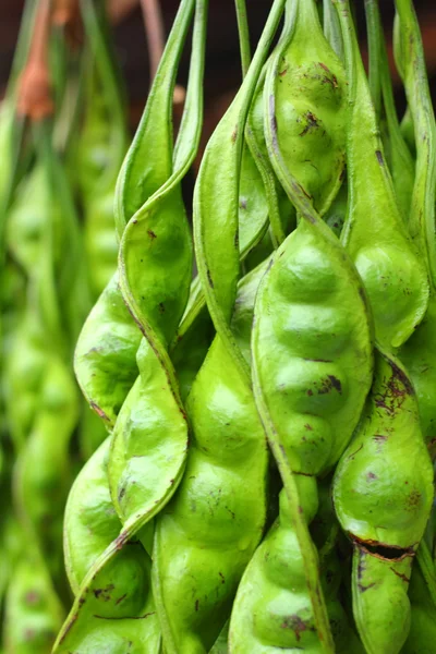 Stink bean — Stock Photo, Image