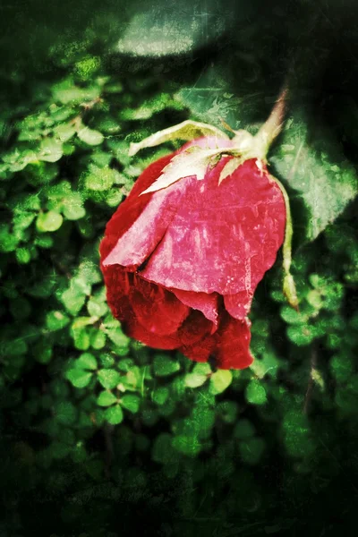 Rose rouge — Photo