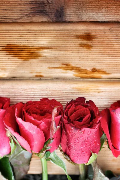 Red rose — Stock Photo, Image