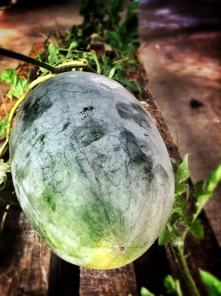 Watermelon — Stock Photo, Image