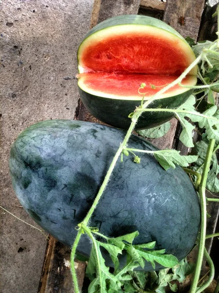 Wassermelone — Stockfoto