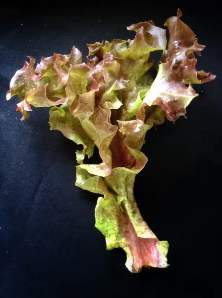 Purple lettuce. — Stock Photo, Image