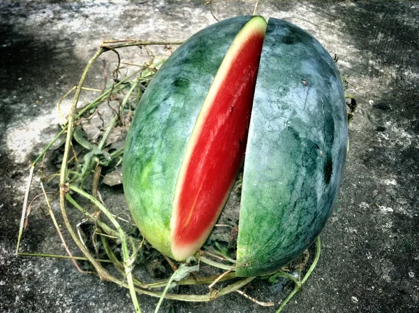 Semangka — Stok Foto