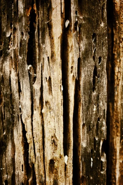 Old wood background — Stock Photo, Image