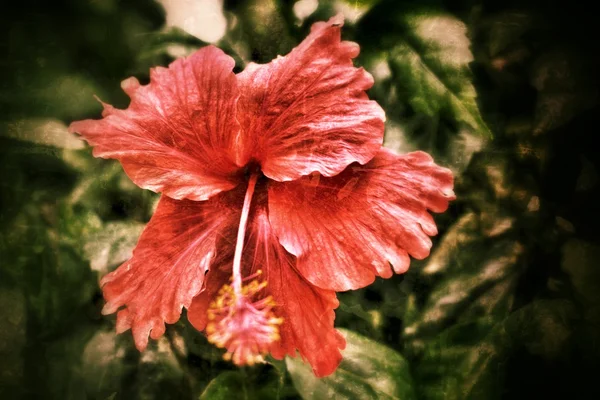 Flores de hibisco . — Fotografia de Stock