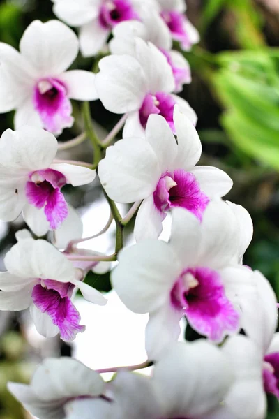 Orquídea branca e rosa — Fotografia de Stock