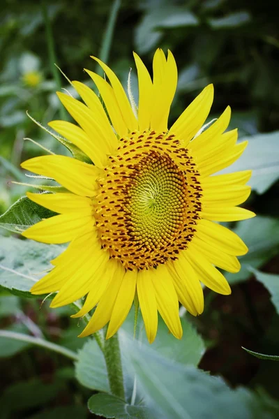 Sun flowers — Stock Photo, Image