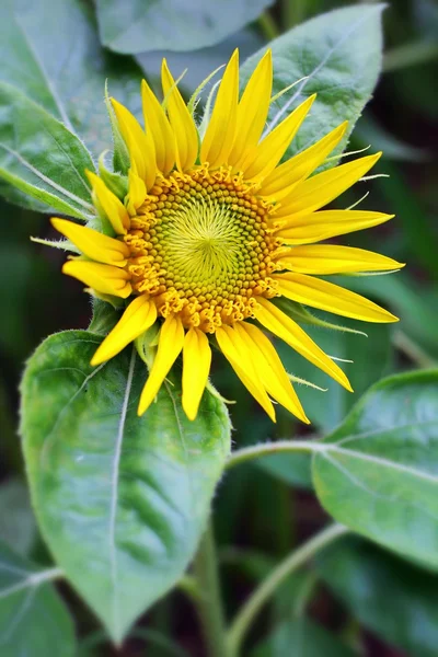 太陽の花 — ストック写真