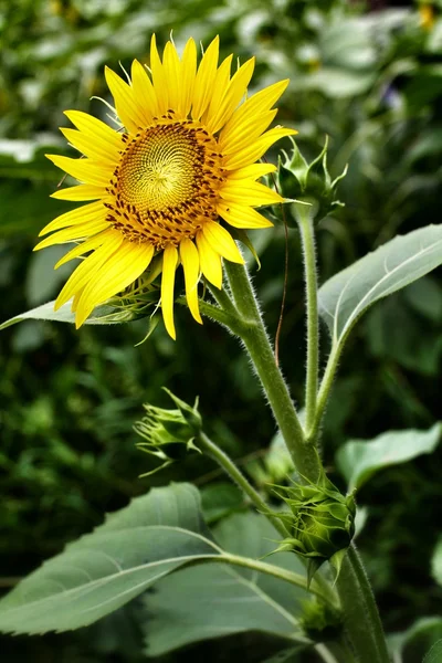 Цветы солнца — стоковое фото