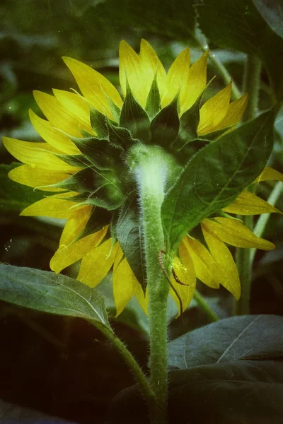 Slunce květiny — Stock fotografie
