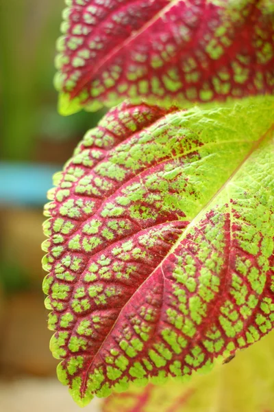 Coleus leaves — Stock Photo, Image