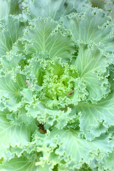 Decorative cabbage — Stock Photo, Image