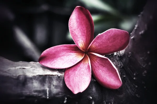 Pink frangipani flower. — Stock Photo, Image