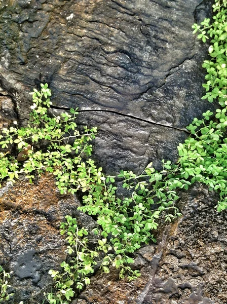 Varkensblad — Stockfoto