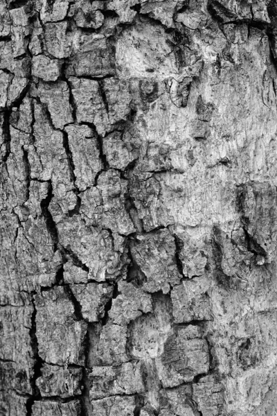 Antiguo suelo negro de madera —  Fotos de Stock