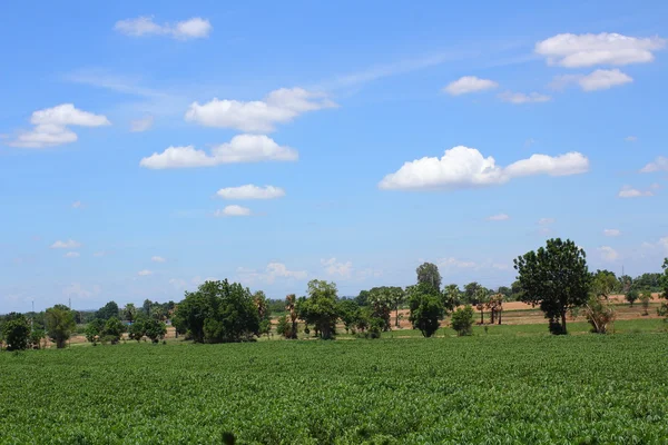 Tapioca planten — Stockfoto