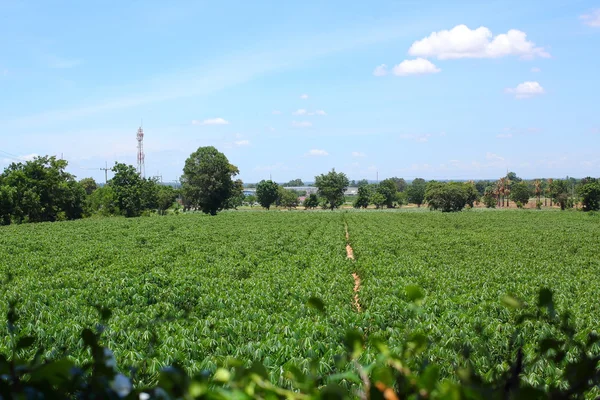 Tapioca plants — Stock Photo, Image