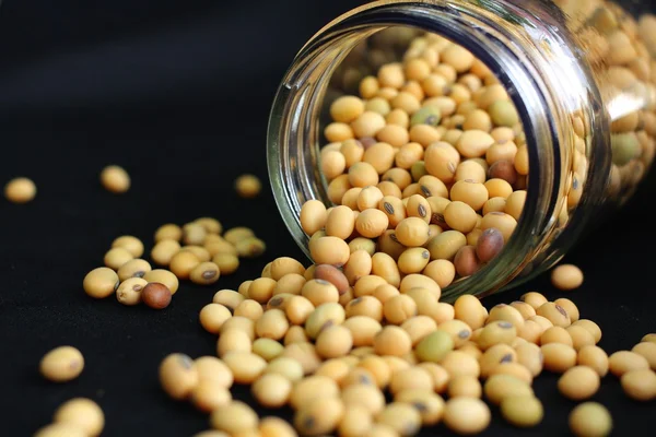 Soy beans — Stock Photo, Image