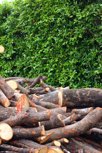 Pile de bois de pin — Photo