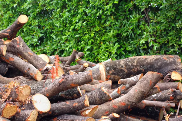 Pile de bois de pin — Photo