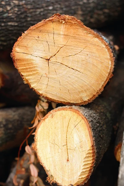 Haufen Kiefernholz — Stockfoto