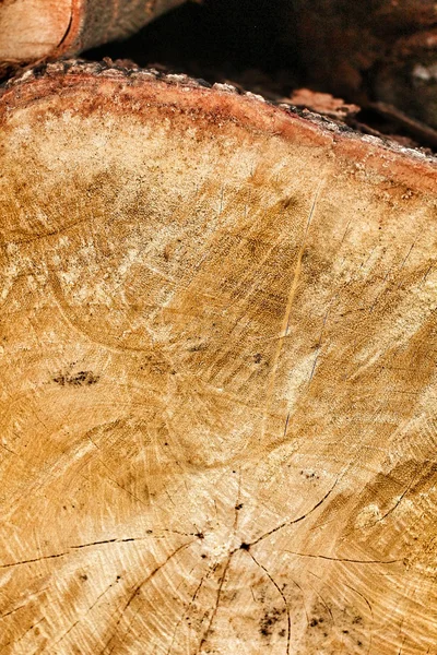 Куча соснового леса — стоковое фото