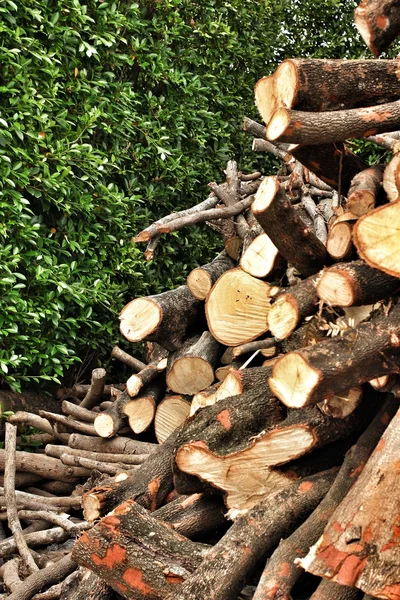 Stapel grenen hout — Stockfoto