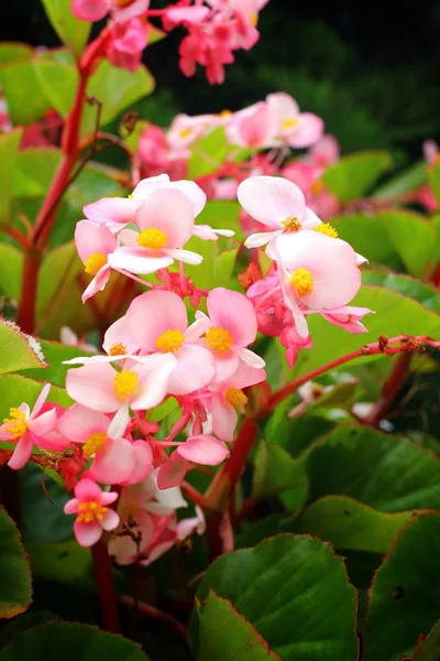 Rosa blommor — Stockfoto