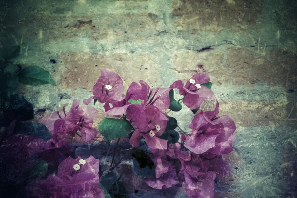 Fleurs de bougainvilliers roses — Photo