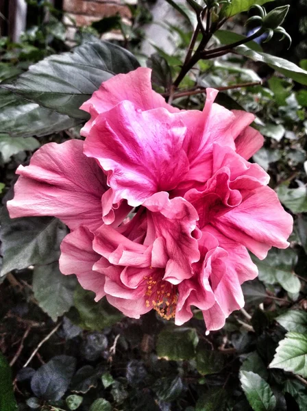 Pembe hibiscus çiçek. — Stok fotoğraf