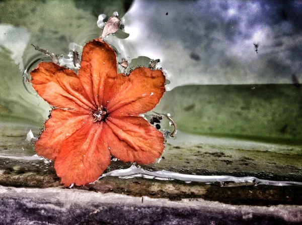 오렌지 꽃 — 스톡 사진