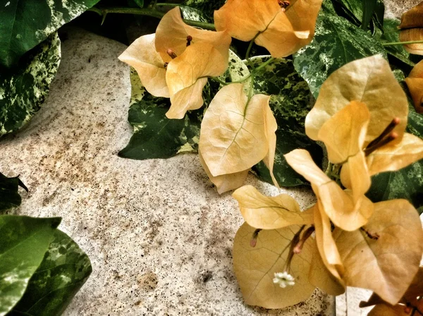 Orange bougainvillea blooms — Stock Photo, Image