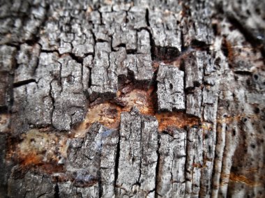 eski ahşap uygunluğunu